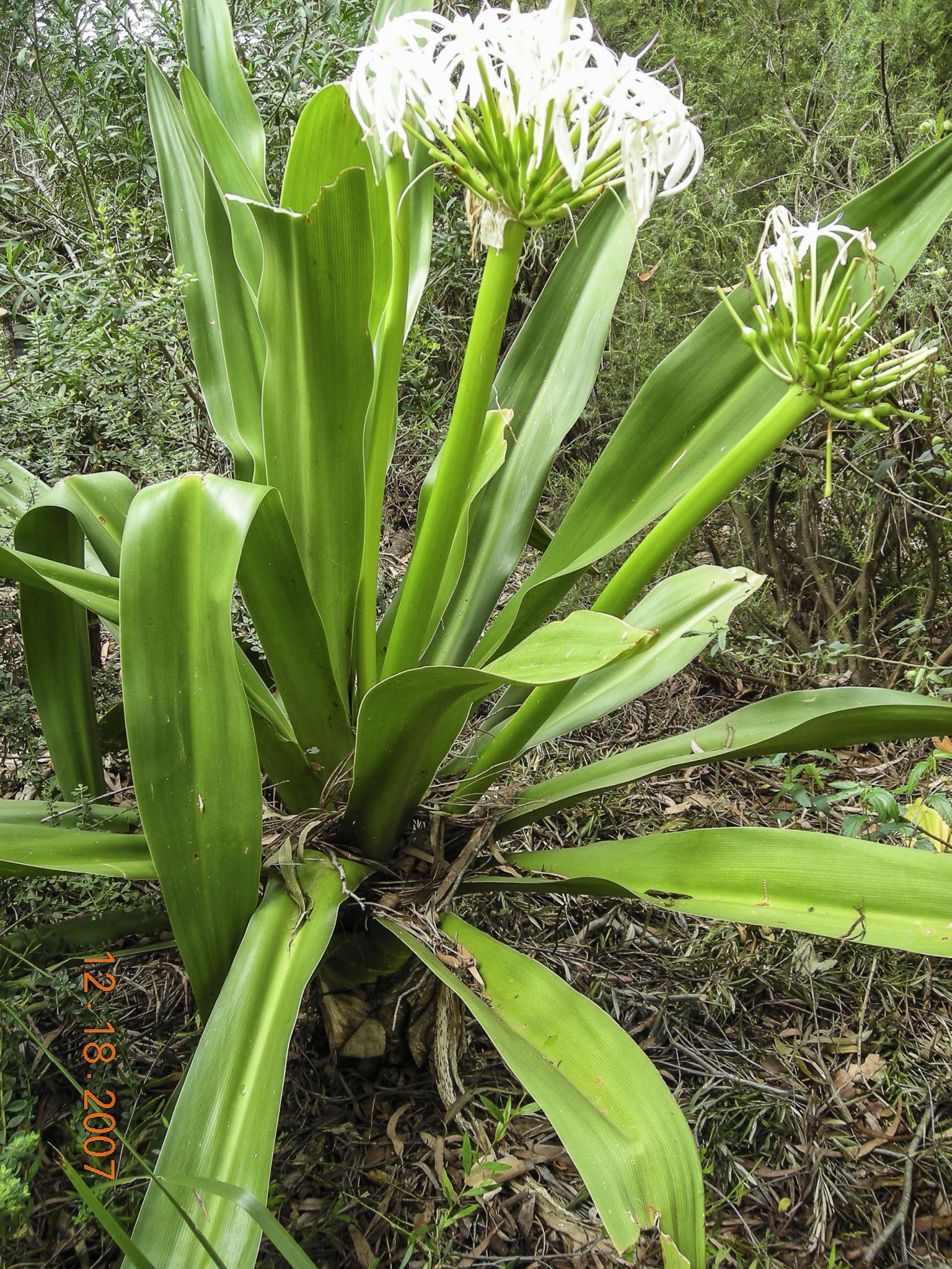 Crinum pedunculatum | Australian Plants Society