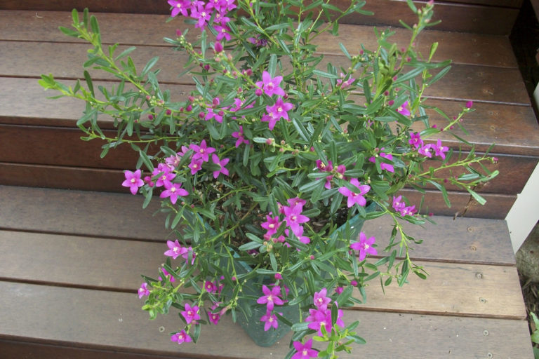 Australian native plants for pots, courtyards and small gardens ...