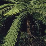 Cyathea australis (plant), image Alan Fairley 