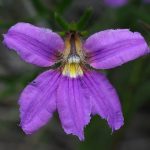 Scaevola ramosissima (purple fan flower) by M Swire