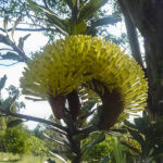 Banksia praemorsa, image Heather Miles 