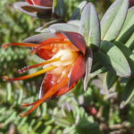 Darwinia citriodora flower 