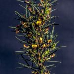 Daviesia acicularis,
image Alan Fairley