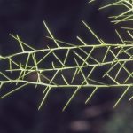 Daviesia genistifolia, image Alan Fairley