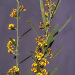 Daviesia leptophylla, image Alan Fairley