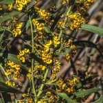 Daviesia mimosoides, image Alan Fairley