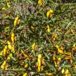 Daviesia ulicifolia,
image Alan Fairley