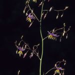 Dianella longifolia, image Alan Fairley 