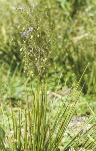 Dianella revoluta | Australian Plants Society