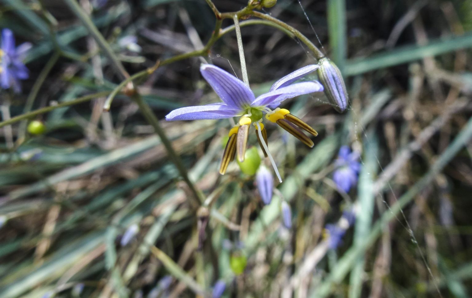 Dianella revoluta | Australian Plants Society
