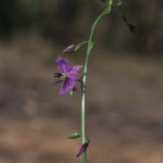 Arthropodium fimbriatum, image Alan Fairley 