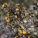 Dillwynia ramosissima, image Alan Fairley 