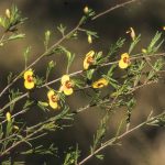 Dillwynia tenuifolia, image Alan Fairley 