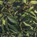 Diospyros australis (fruit), Image Alan Fairley