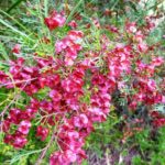 Dodonaea boroniifolia