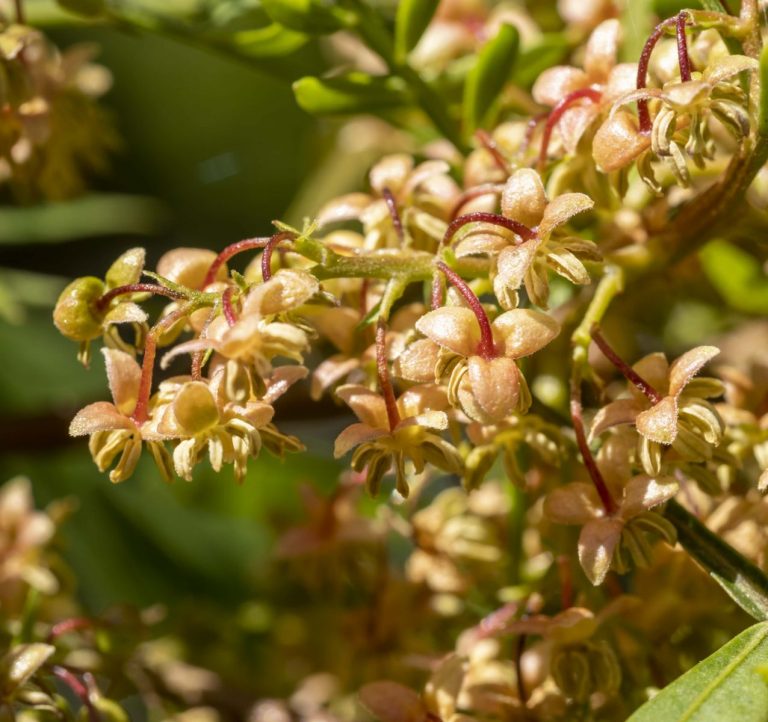 Gardening tip Planting under gum trees Australian Plants Society