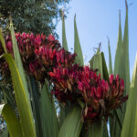 Doryanthes palmeri, image Heather Miles