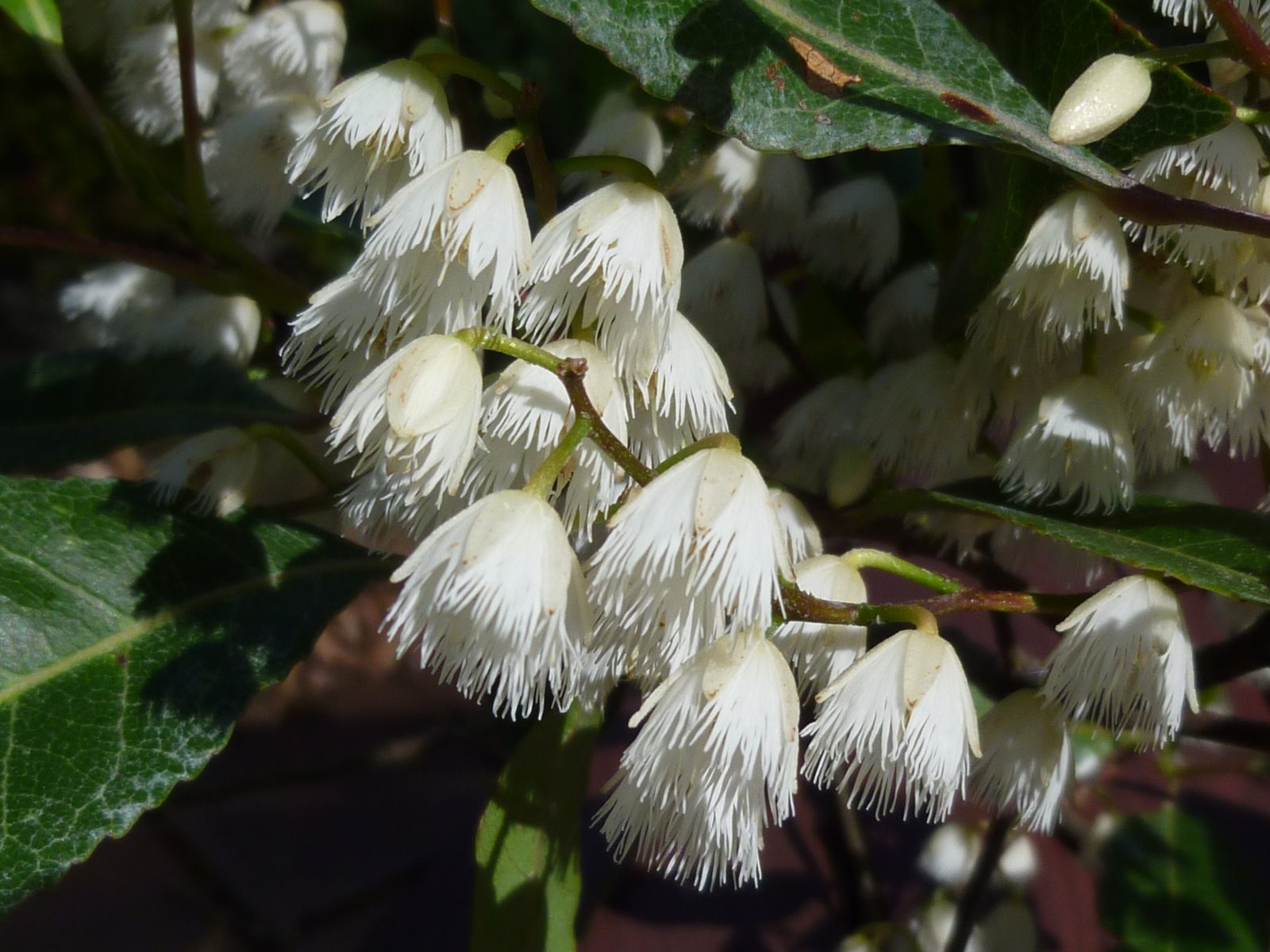 E. reticulatus white flowers Jeff H Elaeocarpus reticulatus white flowers, image by Jeff Howes