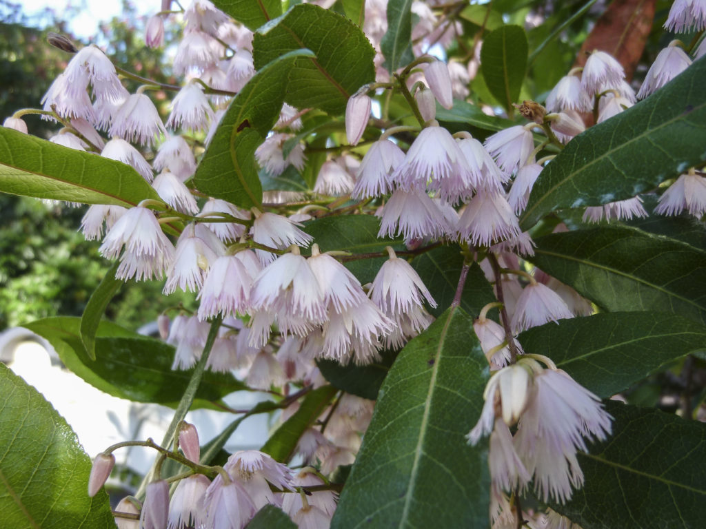 Pink flowers