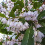 Pink flowers