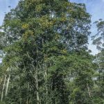 Emmenosperma alphitonioides (tree), Image Alan Fairley