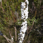 Epacris microphylla, image Alan Fairley