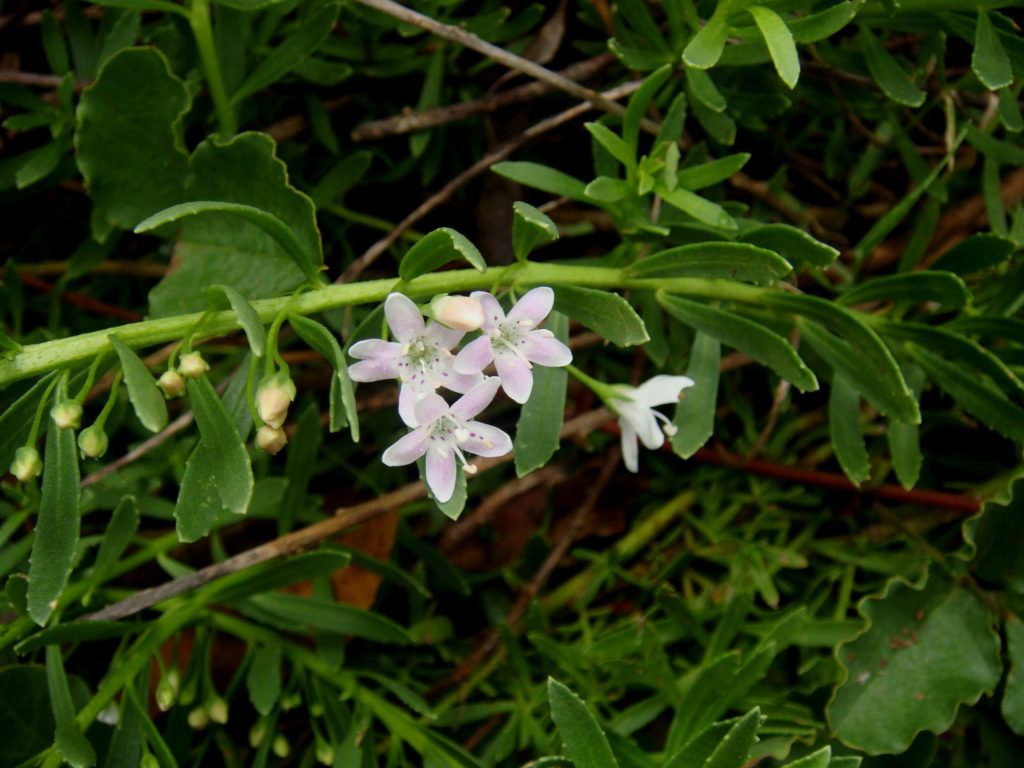 Groundcovers | Australian Plants Society