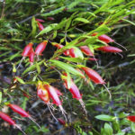 Eremophila decipiens