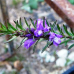 Eremophila densifolia