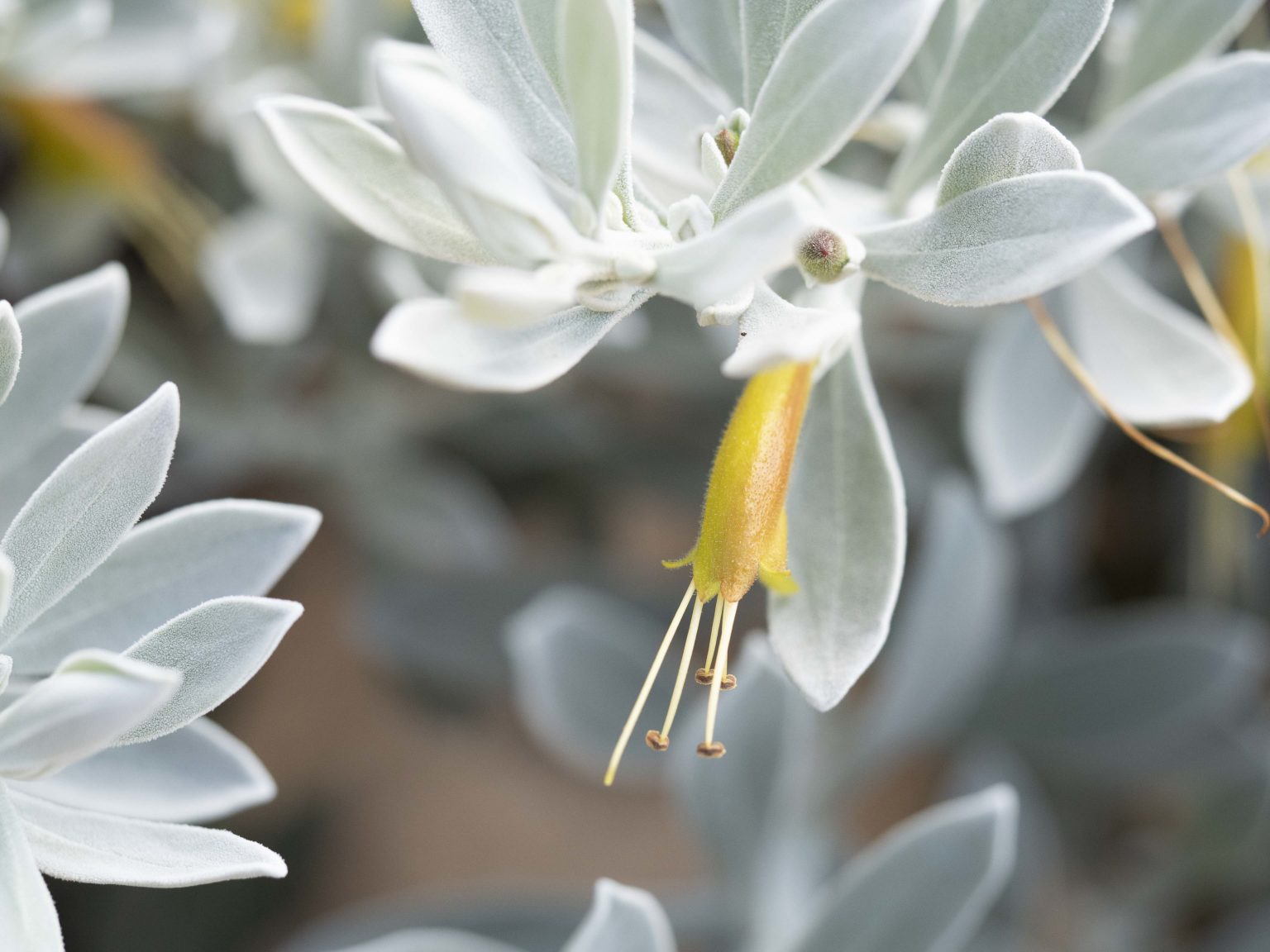 Eremophila glabra ‘Kalbarri Carpet’ Australian Plants Society