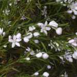 Eriostemon australasius (white), image Alan Fairley
