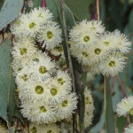 showing flowers