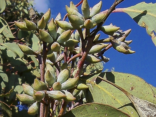 Showing buds