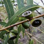 Seed capsules