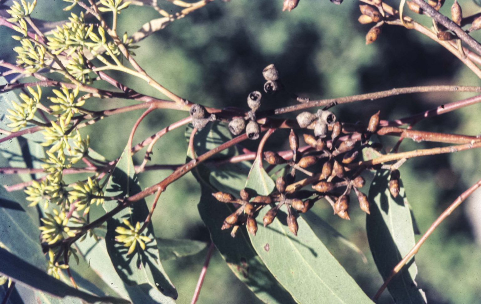 eucalyptus-cypellocarpa-australian-plants-society