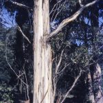 Eucalyptus cypellocarpa (tree), image Alan Fairley 