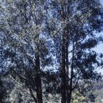 Eucalyptus fastigata, image Alan Fairley