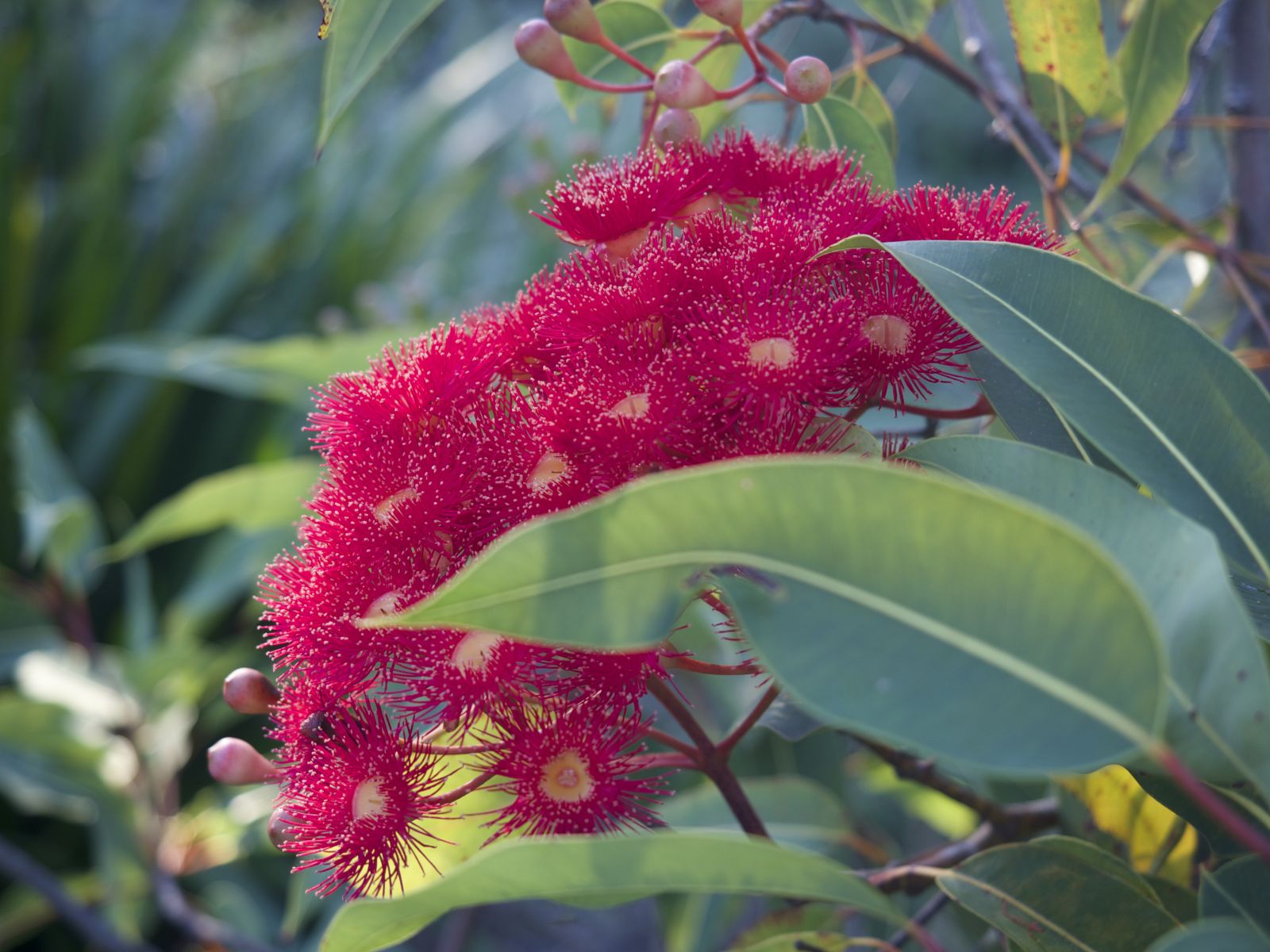 Corymbia ficifolia 'Fairy Floss' - Grafted Flowering Gum - Trees