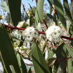 Eucalyptus gregsoniana, image Warren and Gloria Sheather