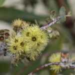 Eucalyptus kruseana, image Heather Miles