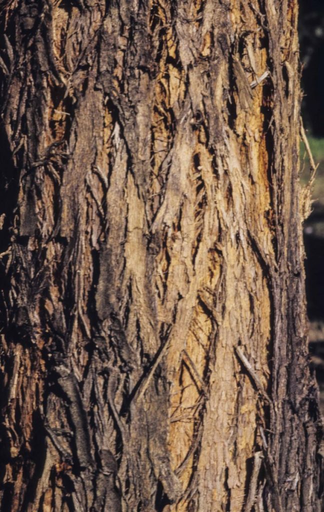 Eucalyptus microcorys Australian Plants Society