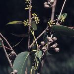 Eucalyptus obliqua (buds), image Alan Fairley 