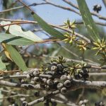 Eucalyptus sparsifolia (buds and fruit), image Alan Fairley 