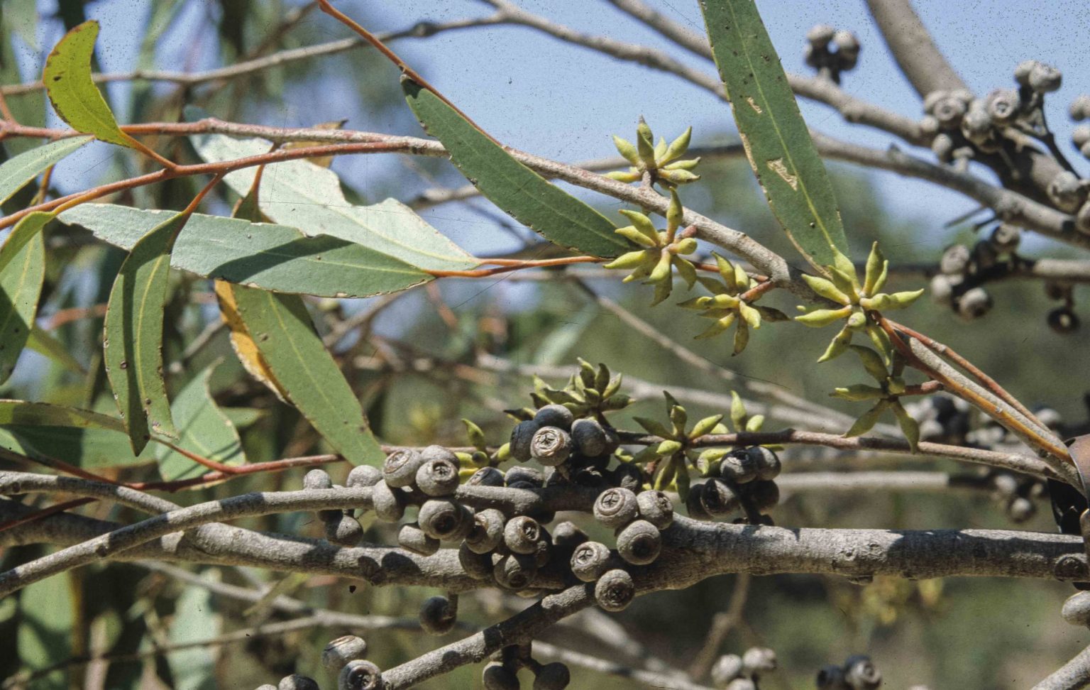 Eucalyptus sparsifolia Australian Plants Society