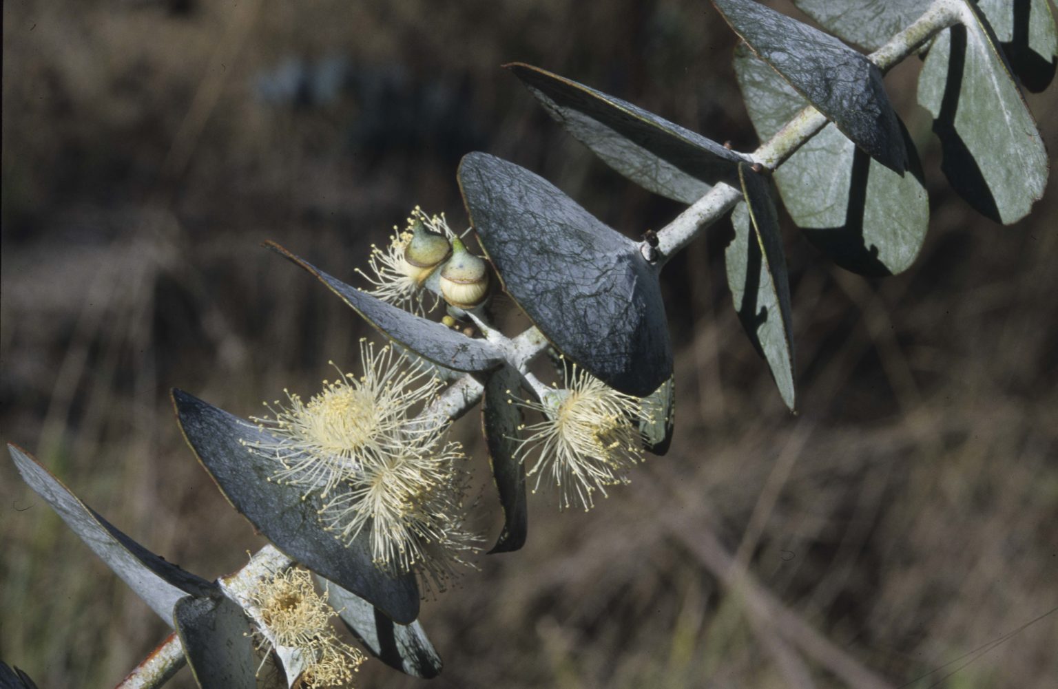 Eucalyptus pulverulenta | Australian Plants Society