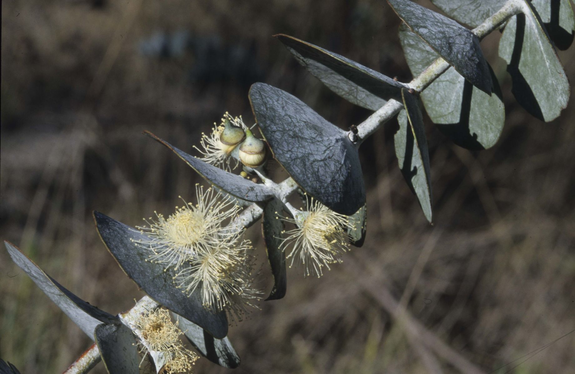 Eucalyptus pulverulenta Australian Plants Society
