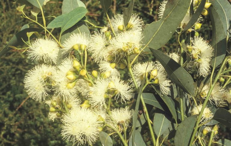 Eucalyptus punctata | Australian Plants Society