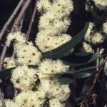 Eucalyptus radiata (flowers), image Alan Fairley 