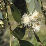 Eucalyptus resinifera (flowers), image Alan Fairley
