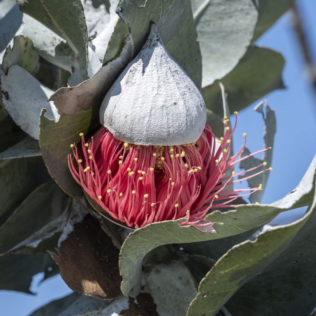 Eucalyptus rhodantha at farm -_ | Australian Plants Society